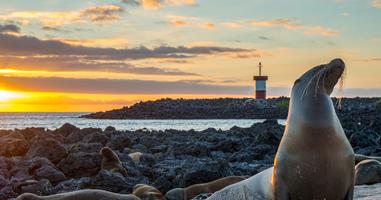 Galápagos – Central and East Islands aboard the Reina Silvia Voyager (Cruise Only) - 8 Days