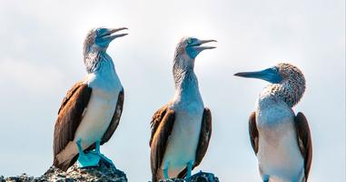 Galápagos – West and Central Islands aboard the Reina Silvia Voyager (Cruise Only) - 8 Days
