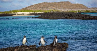 Galápagos – Central and East Islands aboard the Reina Silvia Voyager - 10 Days