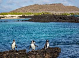 Galápagos – Central and East Islands aboard the Reina Silvia Voyager - 10 Days