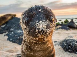 Galápagos – West and Central Islands aboard the Reina Silvia Voyager - 10 Days
