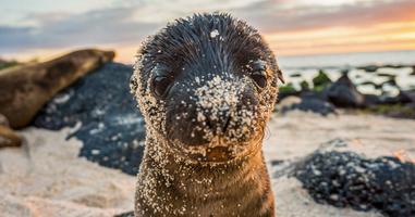 Galápagos – West and Central Islands aboard the Reina Silvia Voyager - 10 Days