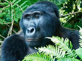 Masai Mara & Gorilla Adventure - 12 Days