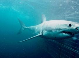 Cape Town Day Tour: Shark Cage Diving (full day) - 1 Days