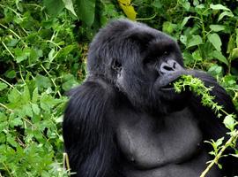Journeys: Legendary Wildlife of Rwanda & Kenya - 15 Days