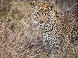 Kruger in Depth - 8 Days
