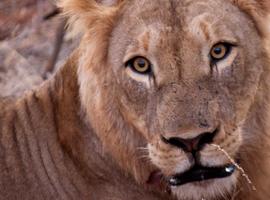 Kruger in Depth - 8 Days