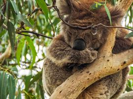 Highlights of Australia and New Zealand - 29 Days