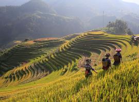 North & Central Vietnam: Hanoi, Hoi An & Countryside Adventures - 8 Days