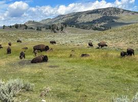 Journeys: Iconic Wildlife of Yellowstone and Grand Teton - 7 Days