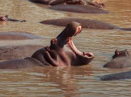 Kenya: Cultural Connections, Mt Kenya & Maasai Mara - 10 Days