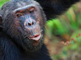 Tanzania: Chimp Trekking & Serengeti Safari - 10 Days