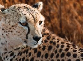 East Africa: Safari Drives, Mountain Hikes & Chimp Trekking - 19 Days