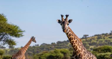 Zimbabwe to Kenya Overland Safari & Participation Camping - 20 Days