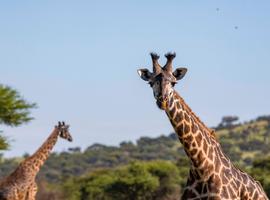 Zimbabwe to Kenya Overland Safari & Participation Camping - 20 Days