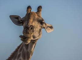 Victoria Falls to South Africa Overland Safari & Participation Camping - 8 Days