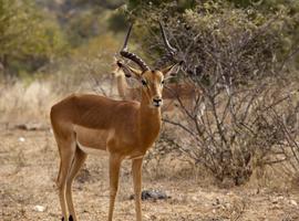 Victoria Falls to South Africa Overland Safari & Participation Camping - 8 Days