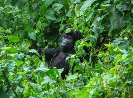 Gorillas of Uganda Overland Safari & Participation Camping - 9 Days