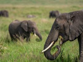 Kenya to Uganda Overland Safari with Participation Camping - 15 Days