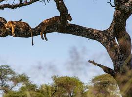 Nairobi to Cape Town Overland Safari & Participation Camping - 40 Days