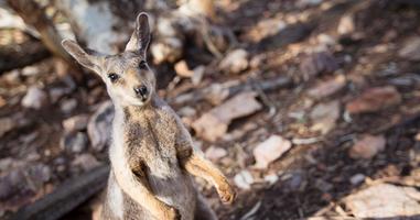 Australia and New Zealand: Surfing & National Parks - 33 Days