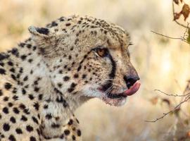 Best of South Africa - 10 Days