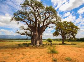 Kruger Safari & The Garden Route - 16 Days