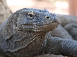 Bali and Komodo: Dragons, Rice Terraces & Cultural Ceremonies - 12 Days