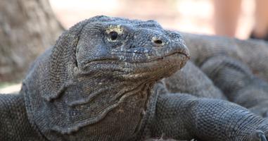 Bali and Komodo: Dragons, Rice Terraces & Cultural Ceremonies - 12 Days