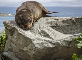 Solo-ish Down-Under - 25 Days