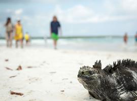 Solo-ish Galapagos - 9 Days