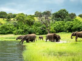 Zimbabwe & Botswana Safari: Victoria Falls & The Big Five - 7 Days