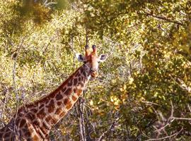 South Africa & Zimbabwe Discovery: Kruger to Victoria Falls - 10 Days