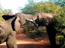 Best of Africa's Wildlife: Cape Town, Kruger, Hwange, & Chobe - 16 Days