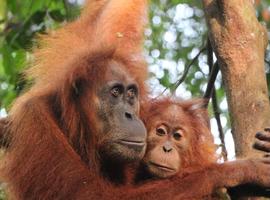 Highlights of Sumatra - 7 Days