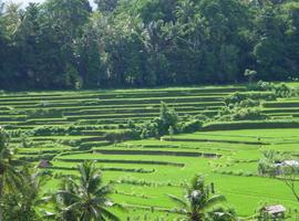 Indonesia: Jakarta, Bali & Lombok - 29 Days