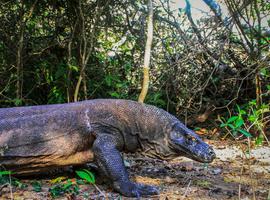 Indonesia: Bali & Komodo Island - 14 Days