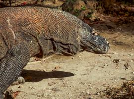 Indonesia: Java, Bali & Komodo Island - 21 Days