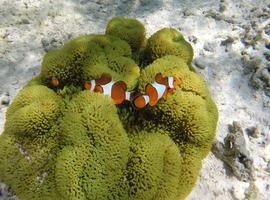 Classic Bali & Komodo Island - 8 Days