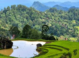 Sulawesi Adventure: The Culture of Tana Toraja - 9 Days