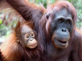 Indonesia: Borneo Orangutans of Tanjung Puting National Park - 7 Days