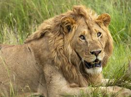 Wildlife & Coastal Wonders of Kenya: Tsavo to Watamu - 6 Days