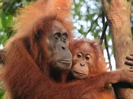 Sumatra’s Wild Side: Orangutans, Rivers & Rural Life - 8 Days