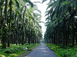 Sumatra to Bali: Wildlife, Waves & Wilderness - 16 Days