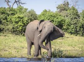 Zimbabwe and Botswana: Chobe, Hwange & the Wildlife of Victoria Falls - 8 Days