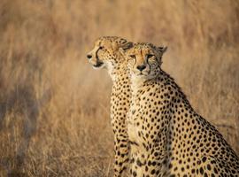 South Africa: Kruger, Cape Town & Stellenbosch Vineyards - 10 Days
