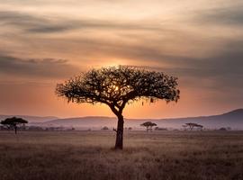Signature: Tanzania’s Serengeti, Tarangire & Ngorongoro Crater - 8 Days