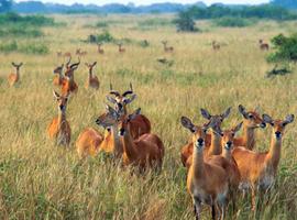 Kenya to Rwanda: The Maasai Mara, Gorillas & Chimps - 14 Days