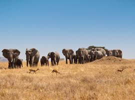 Tanzania: Kilimanjaro's Machame Route & Serengeti Wildlife - 14 Days