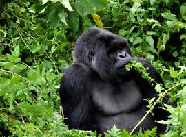 Signature: Tanzania, Kenya & Rwanda — Savannah to the Rainforest - 22 Days
